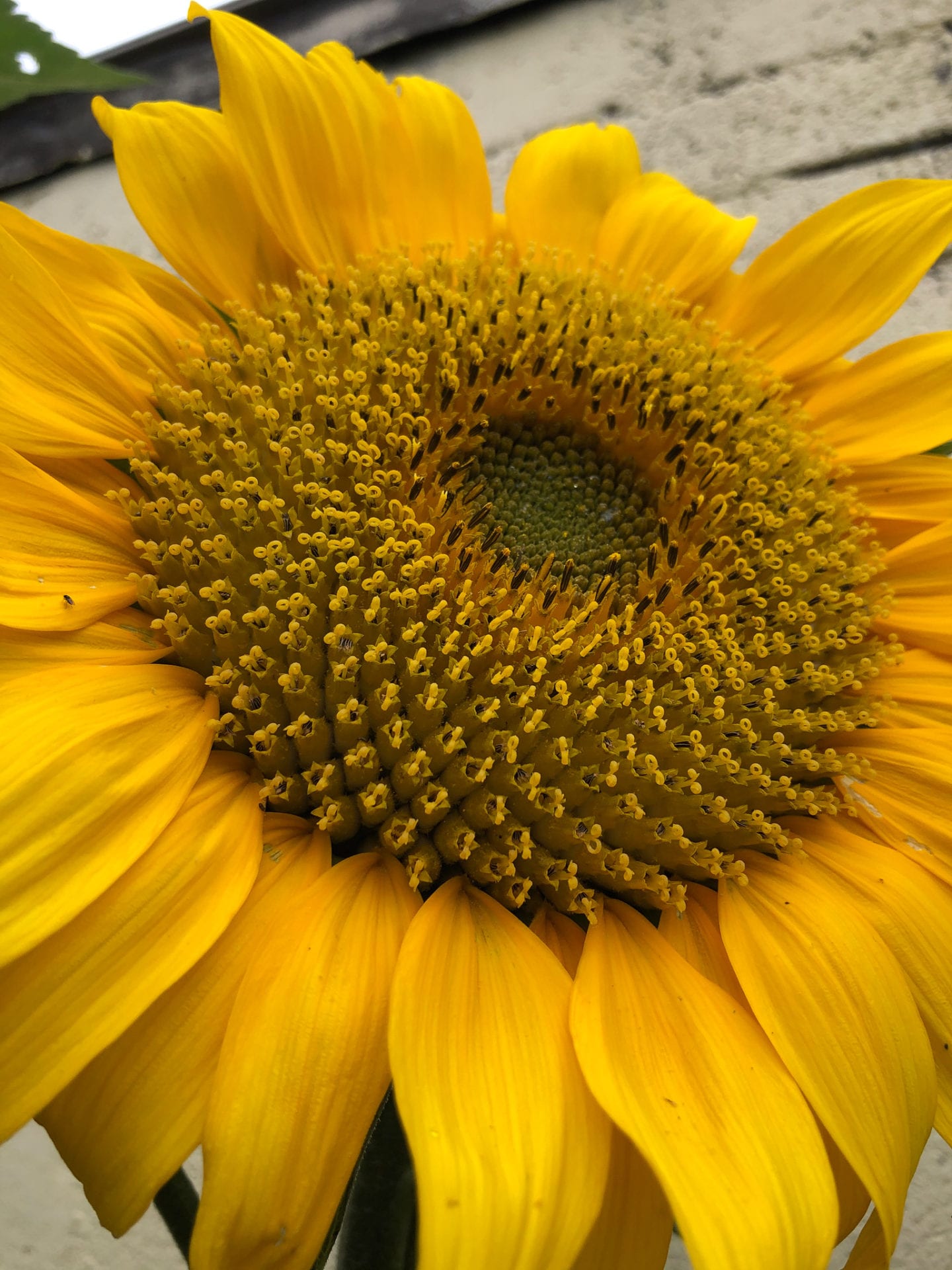 Lovely Girlie Bits Sunflower